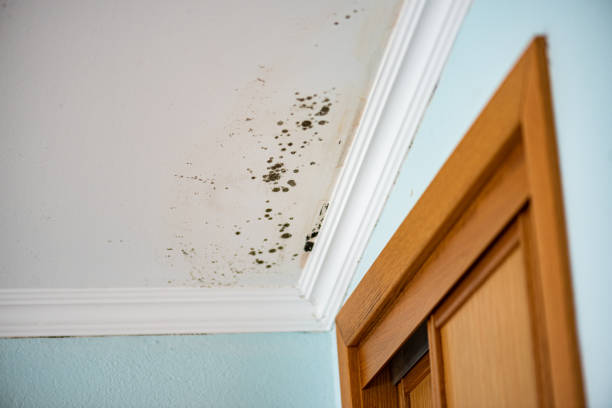 Best Mold Cleaning Services  in Waldpt, OR