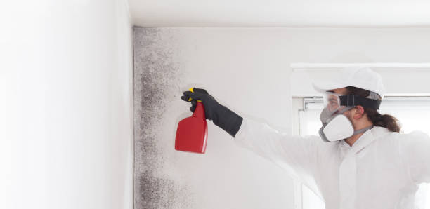 Best Certified Mold Removal  in Waldpt, OR