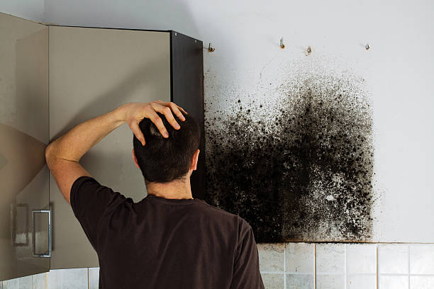 Best Mold Remediation Services  in Waldpt, OR