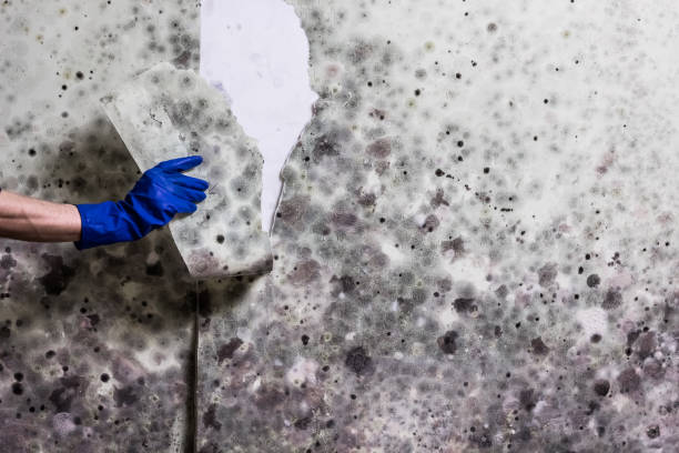 Best Crawl Space Mold Removal  in Waldpt, OR