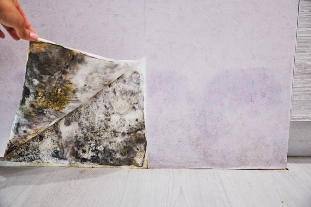 Best Black Mold Removal  in Waldpt, OR